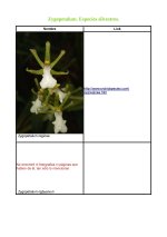 Zygopetalum - Especies_Página_6.jpg
