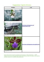 Zygopetalum - Especies_Página_8.jpg