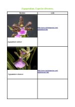 Zygopetalum - Especies_Página_7.jpg