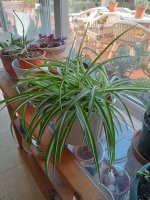 conophytum conosum.jpg