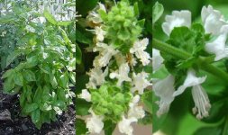 La-Albahaca.jpg