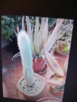 9--cepalocereus policarpa con corte.jpg
