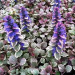 Ajuga-reptans-Burgundy-Glow-1.jpg