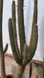 IMG_2851.jpg