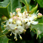 aceboflor.png