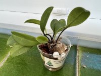 Masdevallia deformis.jpeg Masdevallia deformis.jpeg