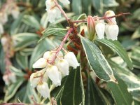 pieris_japonica_variegata_k.jpg