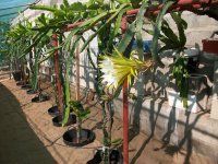 3 Pitaya H. Purpusii flor (07.06.18) 2.JPG 3 Pitaya H. Purpusii flor (07.06.18) 2.JPG