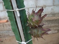 2 Pitayas Marmel 1 en planta (13.12.19) 3.JPG 2 Pitayas Marmel 1 en planta (13.12.19) 3.JPG