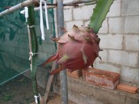 3 Pitayas Marmel 1 en planta (13.12.19) 2.JPG 3 Pitayas Marmel 1 en planta (13.12.19) 2.JPG