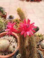 9 - cleistocactus hildewintera 14-9-21.jpg