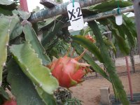 6 Pitaya X-2, fruto en planta (09.10.23) 2.JPG 6 Pitaya X-2, fruto en planta (09.10.23) 2.JPG