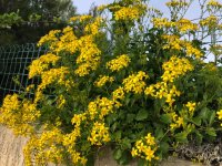 Senecio_angulatus_on_fence (1).jpg