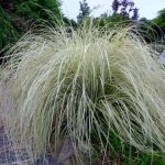Cortaderia-selloana-Silver-Fountain2-2.jpg