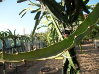 1 Pitaya Amarilla botones flor (01.09.21) 2.JPG