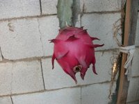 1 Pitaya Red Jaina fruto en planta (06.10.20) 2.JPG