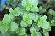 mentha-spicata-l (1).jpg