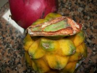 7 Pitaya Palora comprada raspado de yemas (19.03.21).JPG