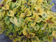 troys_gold_plectranthus_plant_134_detail-688x520.jpg