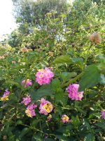 5 lantanas flor    11-5-18.jpg