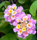10 lantanas.jpg