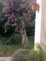 10 bugambilia morada  revestida  25-10-23.jpg