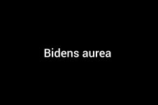 Bidensaurea.jpg