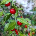 sideretes del bon pestò- Ruscus.jpg