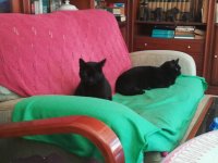 mis gatas --18-4-23.jpg