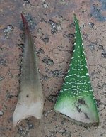 Haworthia attenuata 02b - hojas interior rugoso, comp. H. fasciata.jpg Haworthia attenuata 02b - hojas interior rugoso, comp. H. fasciata.jpg