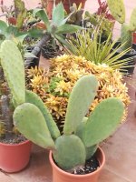 4 opuntia  salvadorensis     21-4-21.jpg