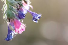 IMG_3727.jpg