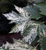 platanus-acerifolia-suttneri.jpg