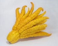 limon-mano-de-buda.jpg