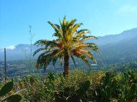 santa-cruz-palmera-albina.jpg