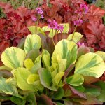 Bergenia-Solar-Flare-1.jpg