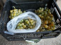 Uvas moscatel cosecha (09.09.21) 2.JPG