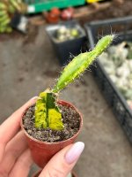 eng_pl_Hylocereus-undatus-Variegata-6803_1.jpg