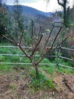 Poda higuera.jpg