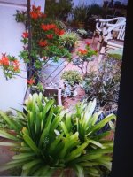 12 - clivia y tecomaria campesis 18-12.jpg