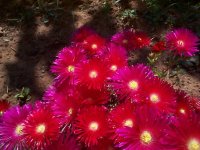 6 - mesem de rojo vivo 10-6-19.jpg