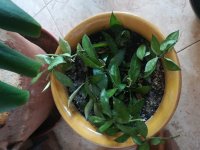 3- hoya lacunosa -6-3-20.jpg