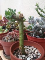 12- tylecodon paniculatus   de junio a septiembre sin agua y a la sombra 8-12-22.jpg