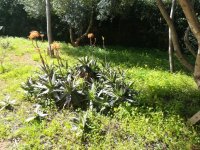 3 aloe maculata  10-3-23.jpg