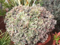 2- aeonium sunburt crestata 12-2-21.jpg