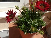 4 - gazania granate  10-4-2018.jpg