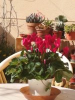 10  cyclamen 25-10-18.jpg