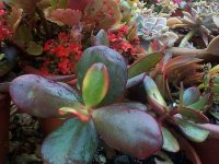 5 - crassula ovata  hunmel´s dunset 2015.jpg