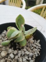 12 - crassula money maker variegata.jpg