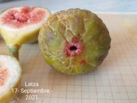 Latza 3.jpg